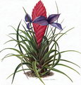 تیلاندزیا سایانیا